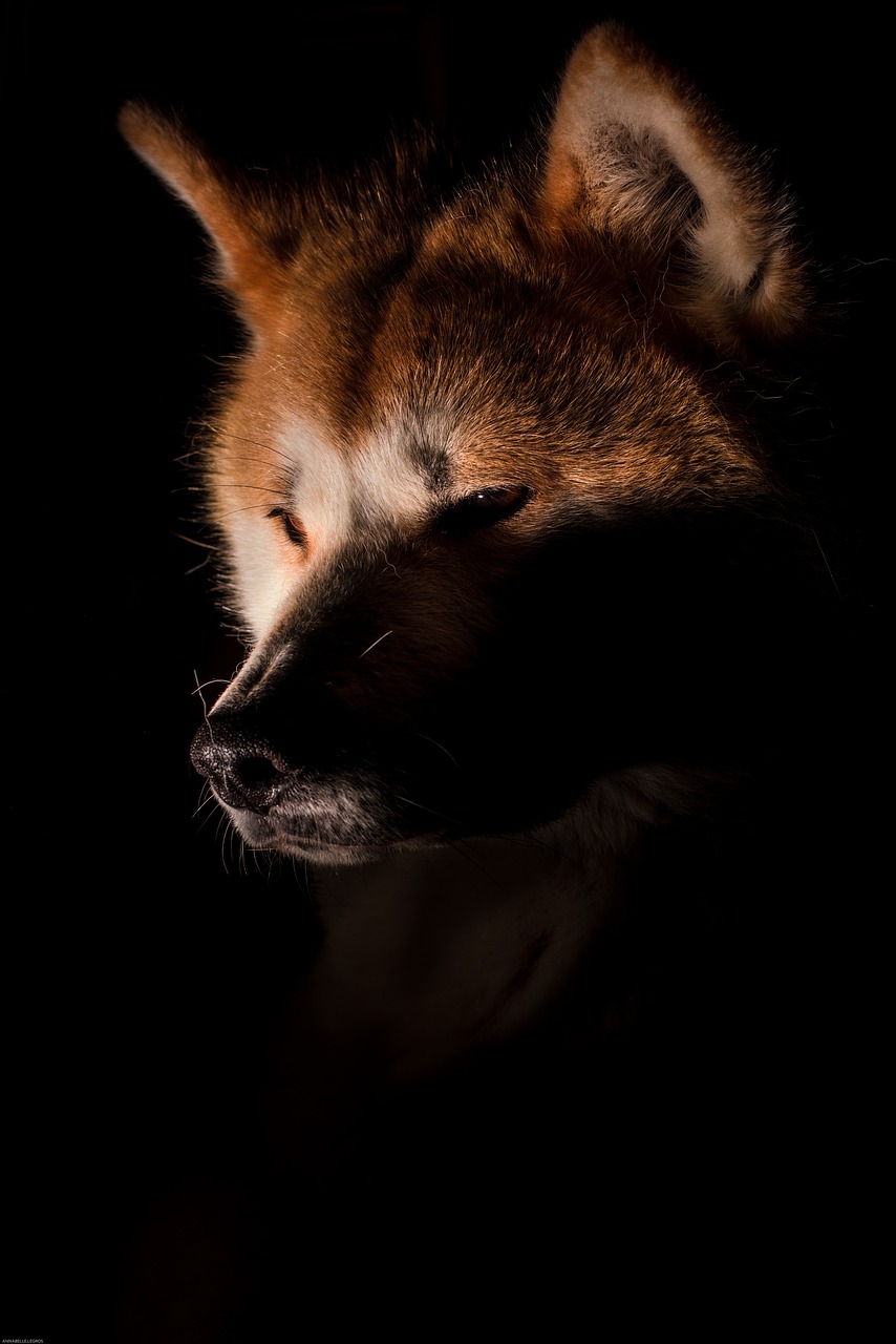 Image - dog akita fox dark