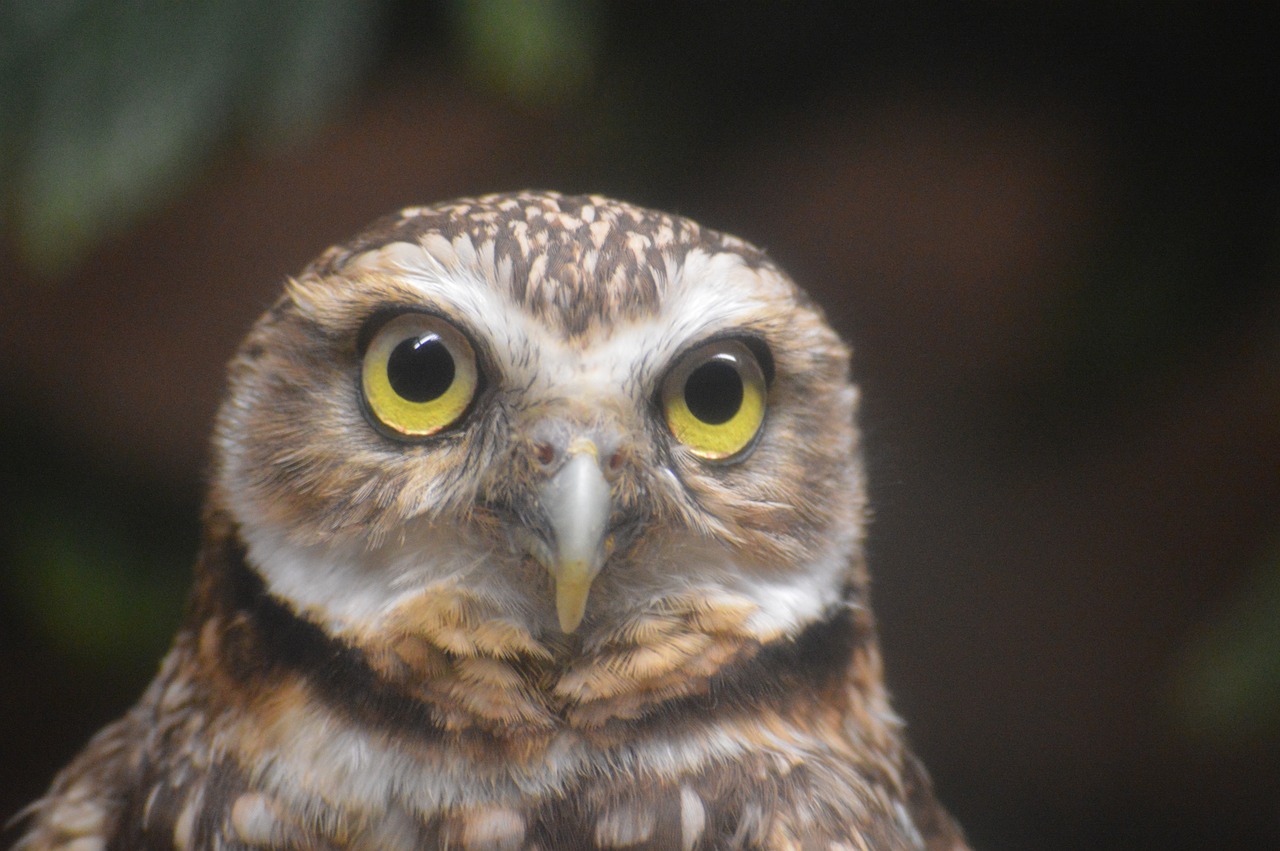 Image - owl head eyes nature wild face