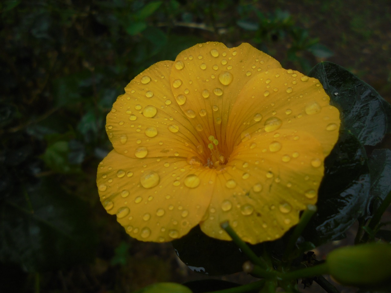 Image - flower deltota yellow rain drops