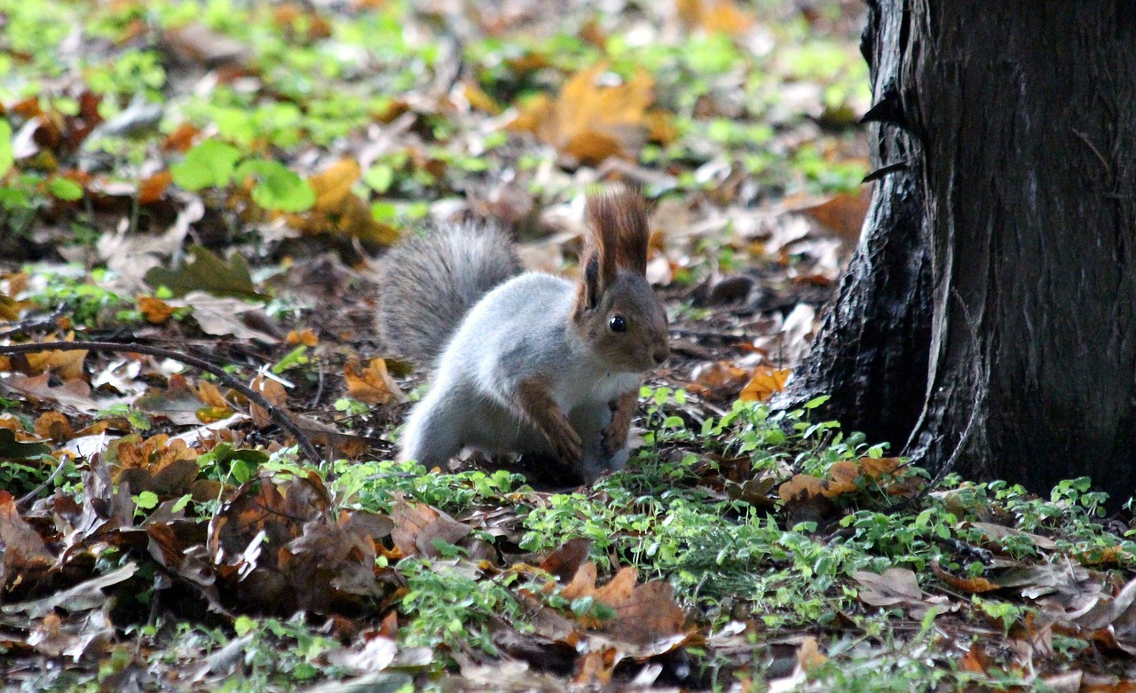 Image - squirrel protein hlopotun ja view