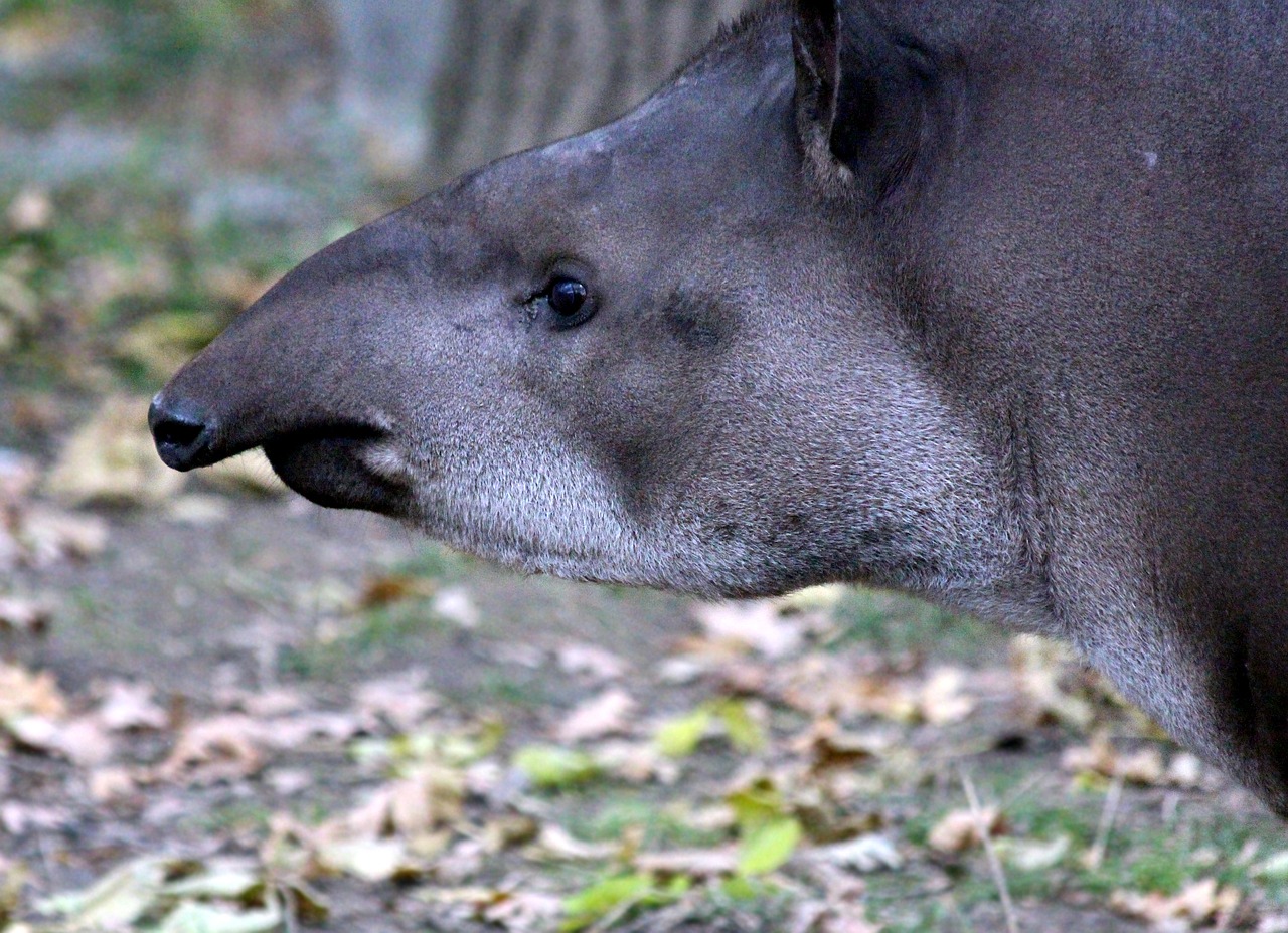 Image - lowland tapir tapirus terrestris