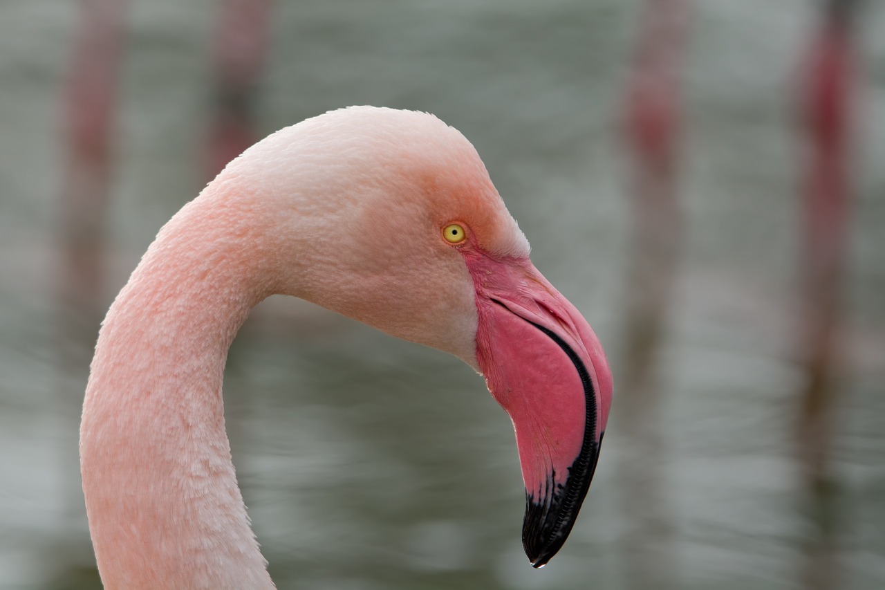 Image - flamingo bird pink flamingo zoo