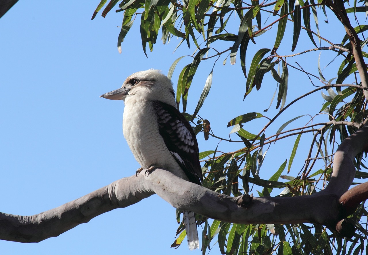 Image - australian kookaburra bird