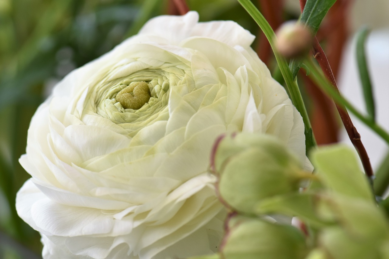 Image - flower blossom leaves white strauss