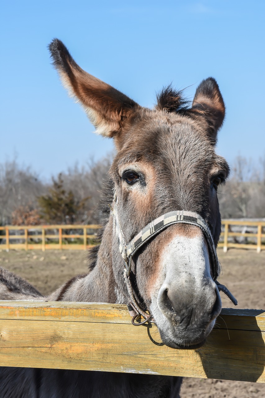 Image - donkey outdoor farm animal cute