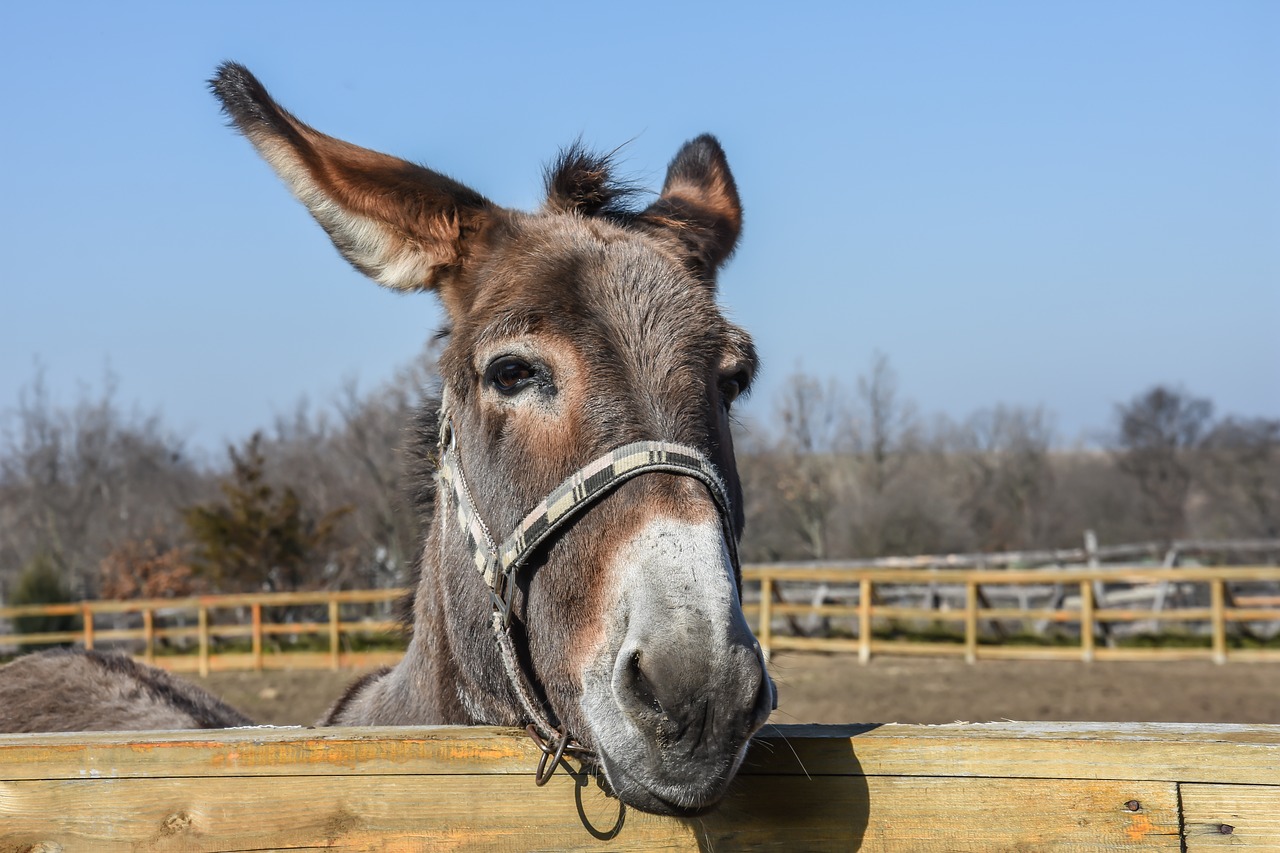 Image - donkey outdoor farm animal cute