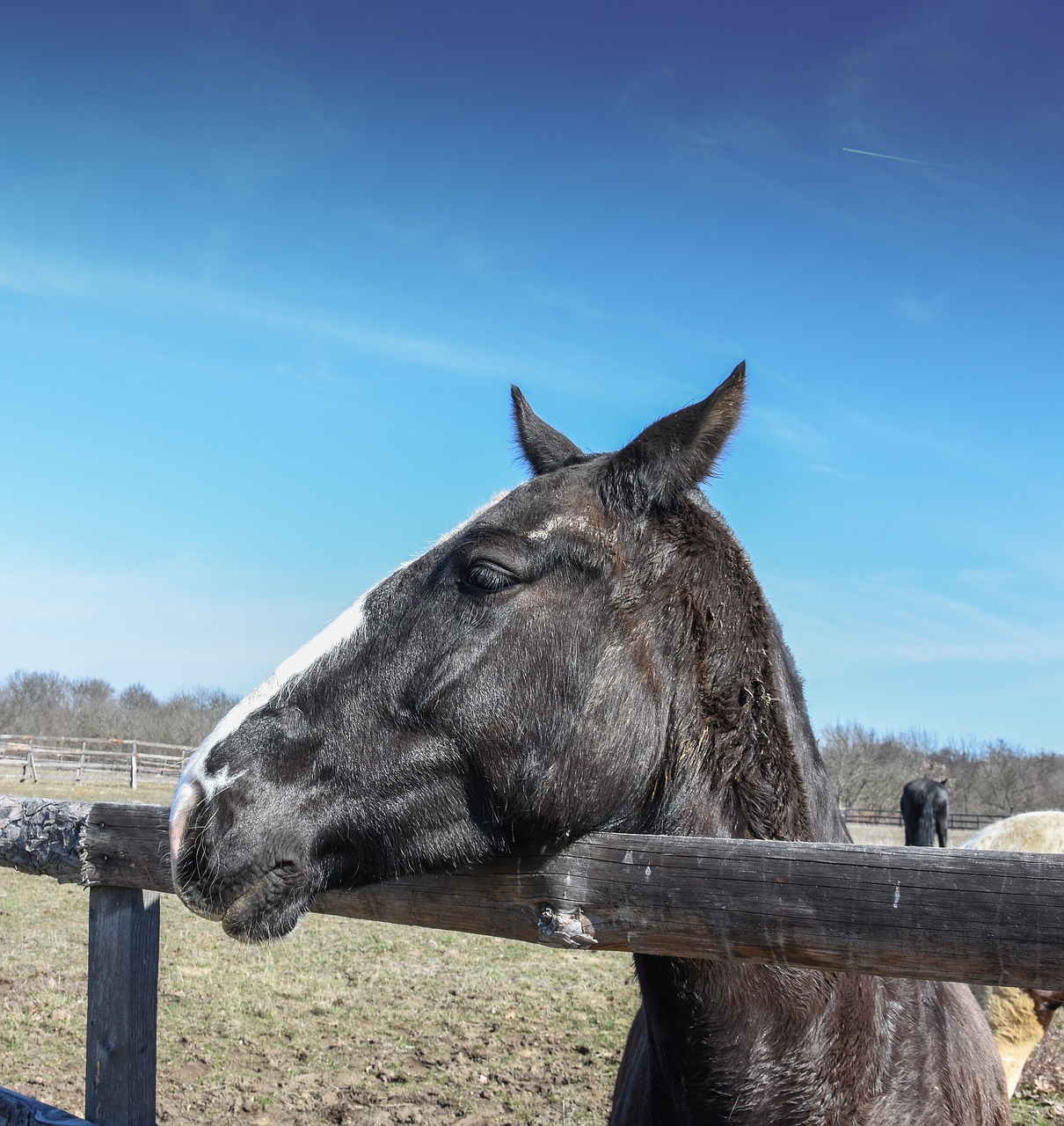 Image - wild horse horses in ranch