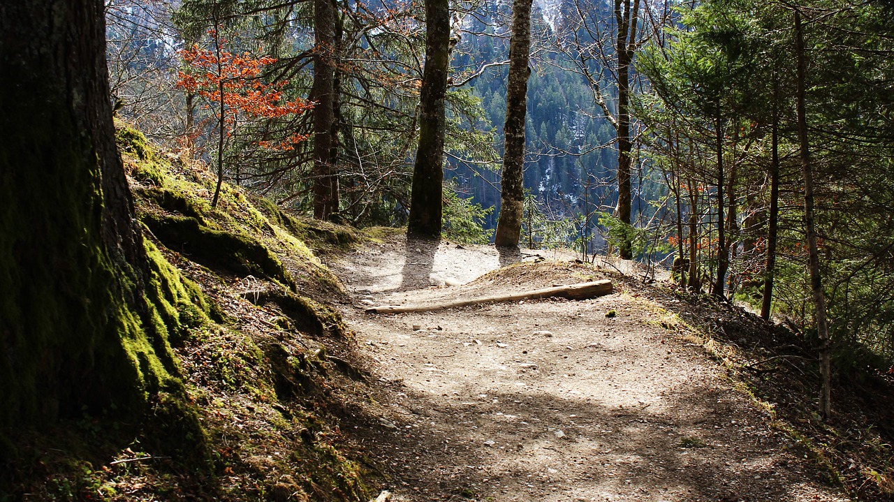 Image - away sun light forest descent