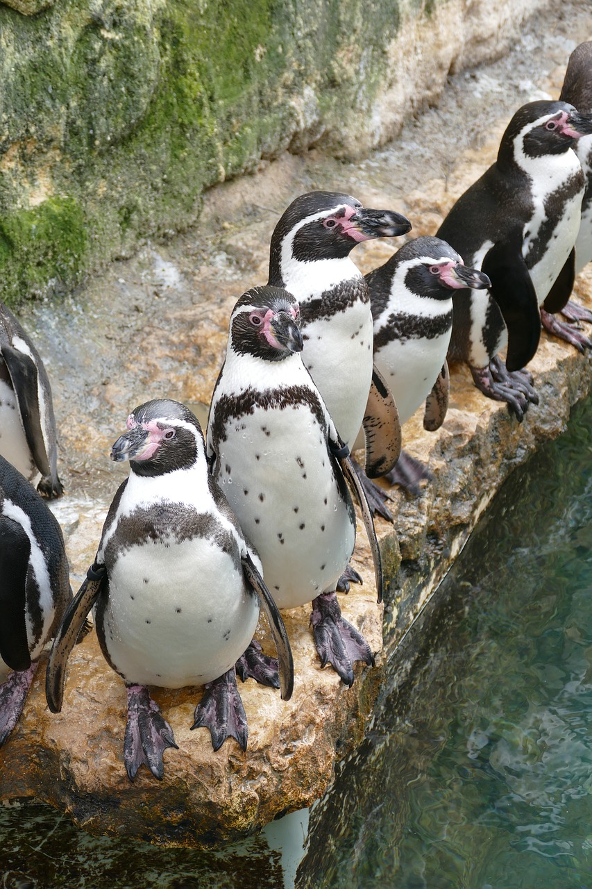 Image - humboldt penguins bioparc gifted