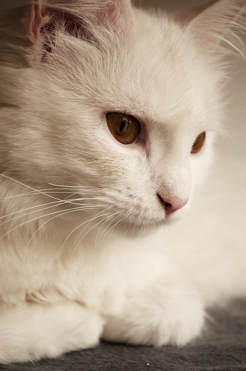 Image - white persian fur breed mammal