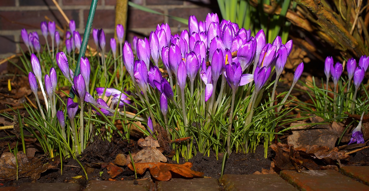 Image - crocus flowers beginning of march