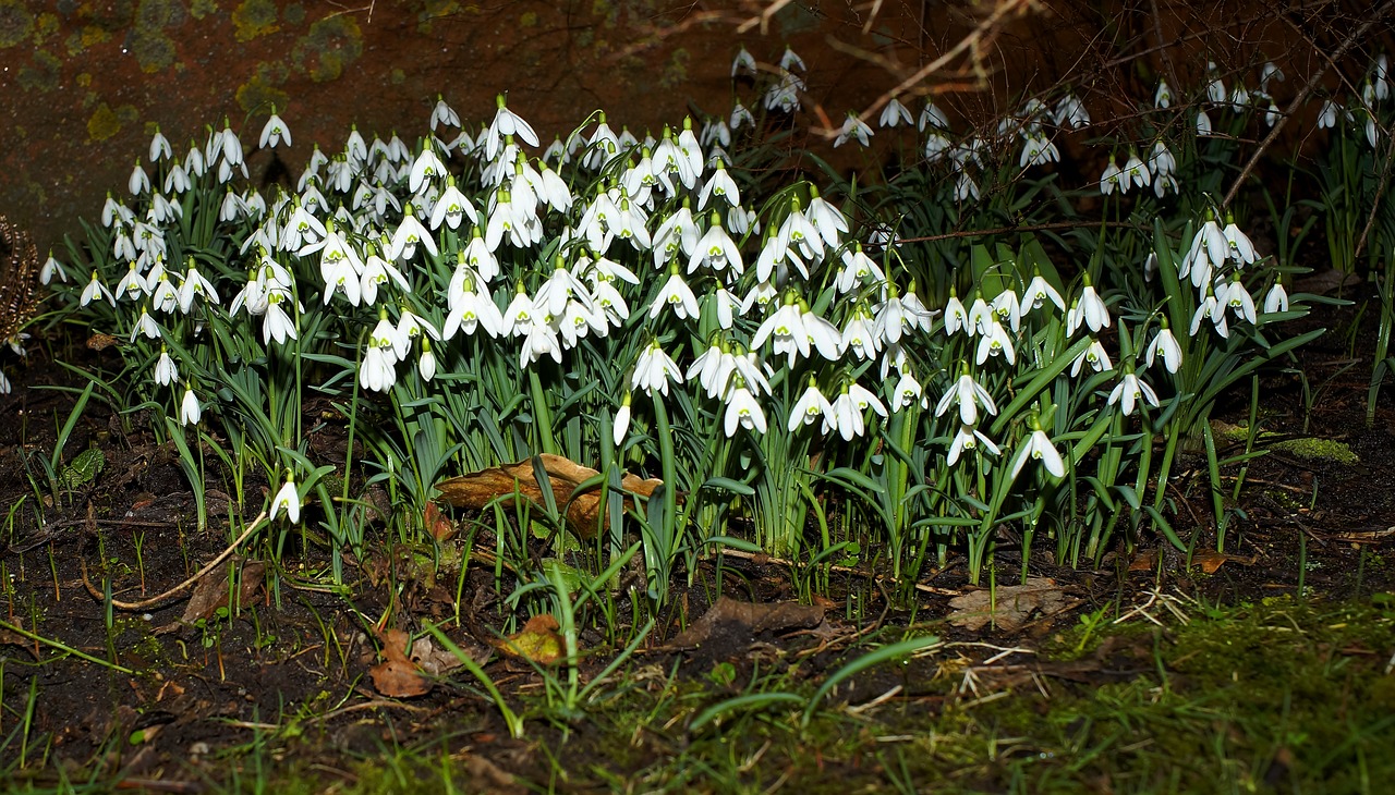 Image - snowdrop flowers spring