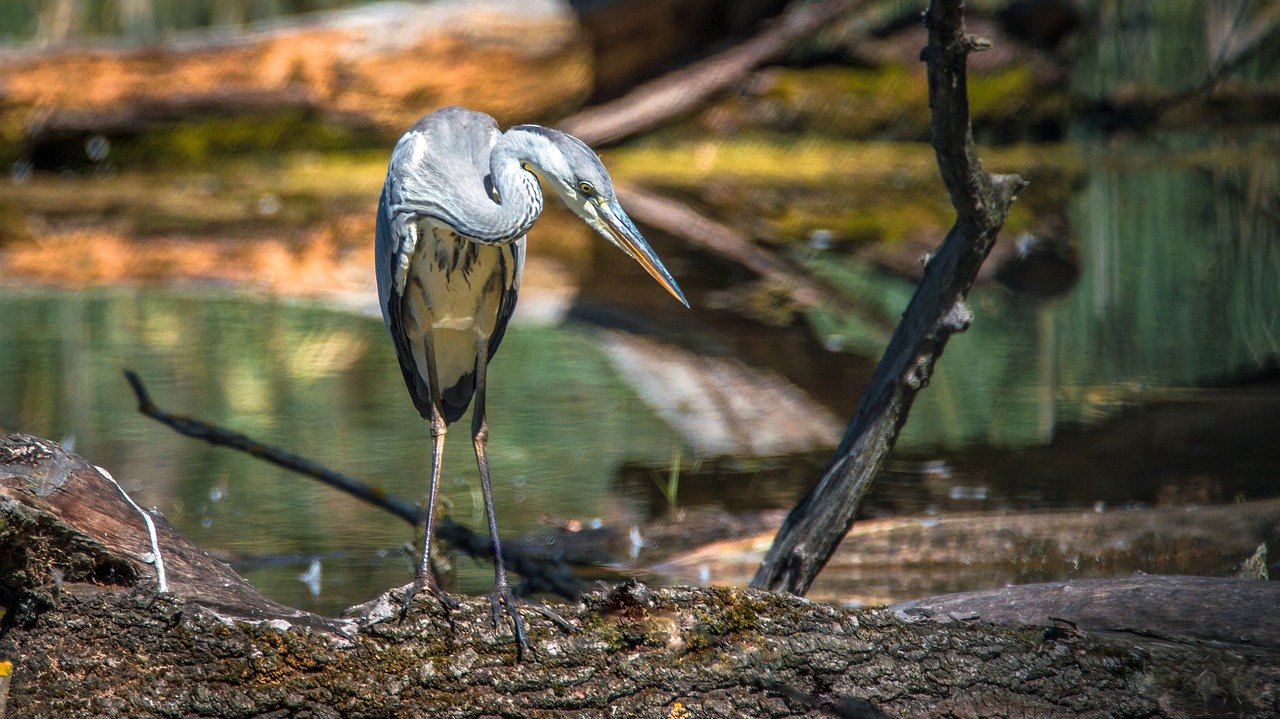 Image - heron bird beak nature wings