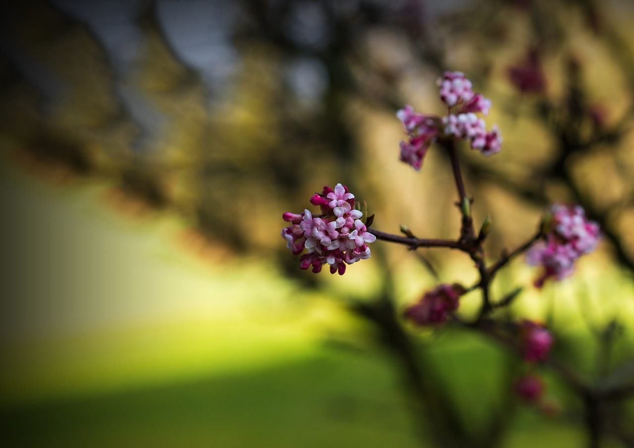 Image - spring nature plant flowers branch