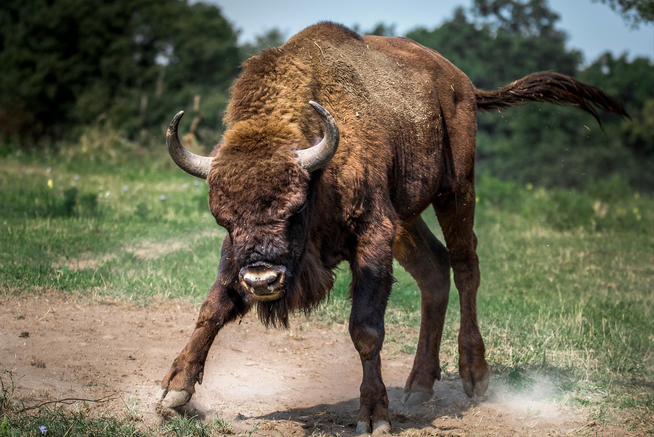 Image - bison european bison animal large