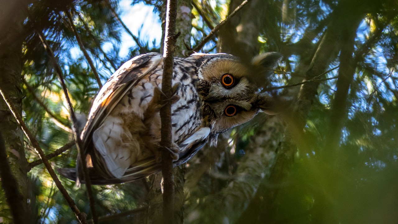 Image - long eared owl owl bird wildlife