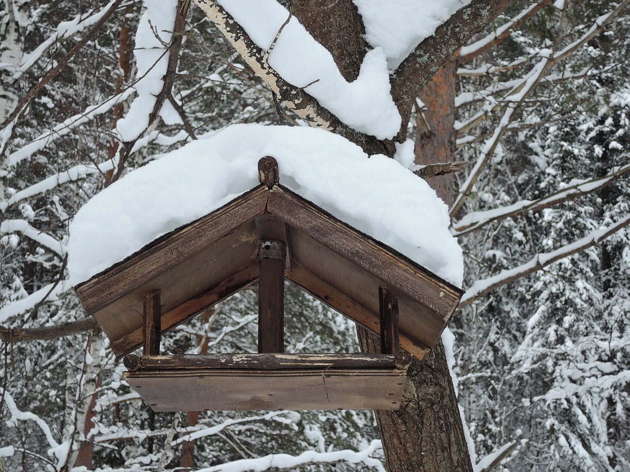 Image - feeder for birds winter nature