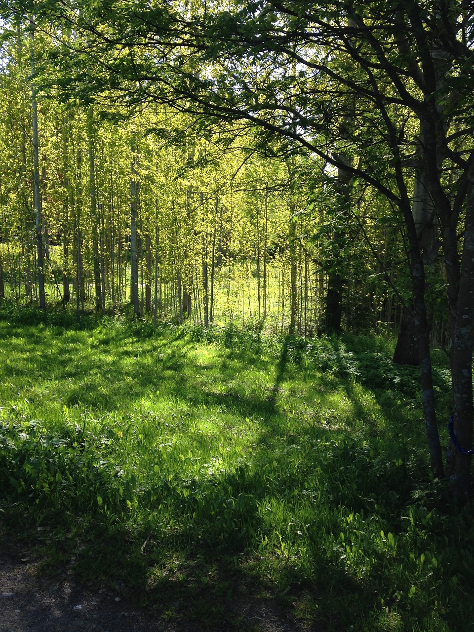 Image - spring green birch season fresh