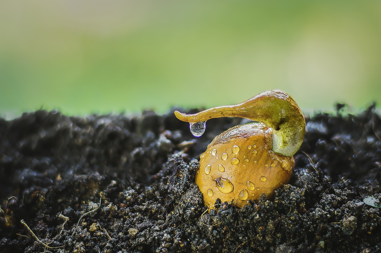 Image - durian seed seed growing germinate