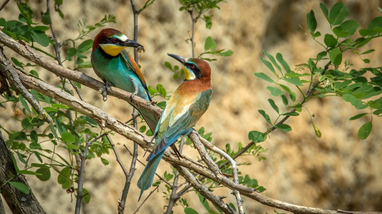 Image - european bee eater bird birds