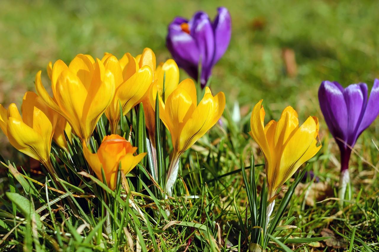 Image - crocus flowers bloom yellow violet