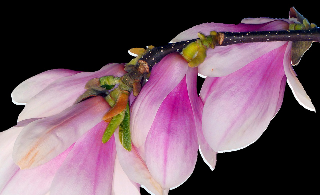 Image - spring bud tree nature blossom