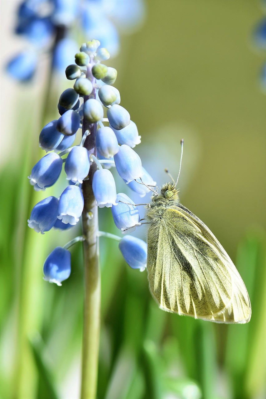 Image - butterfly gonepteryx rhamni animal