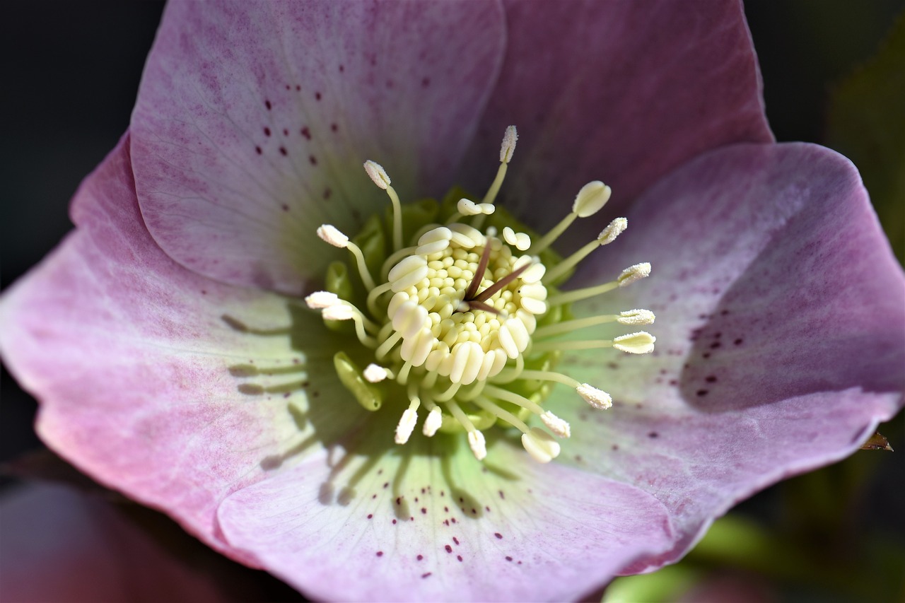 Image - christmas rose flower blossom bloom