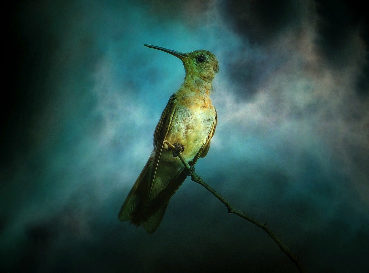 Image - texture background hummingbird bird