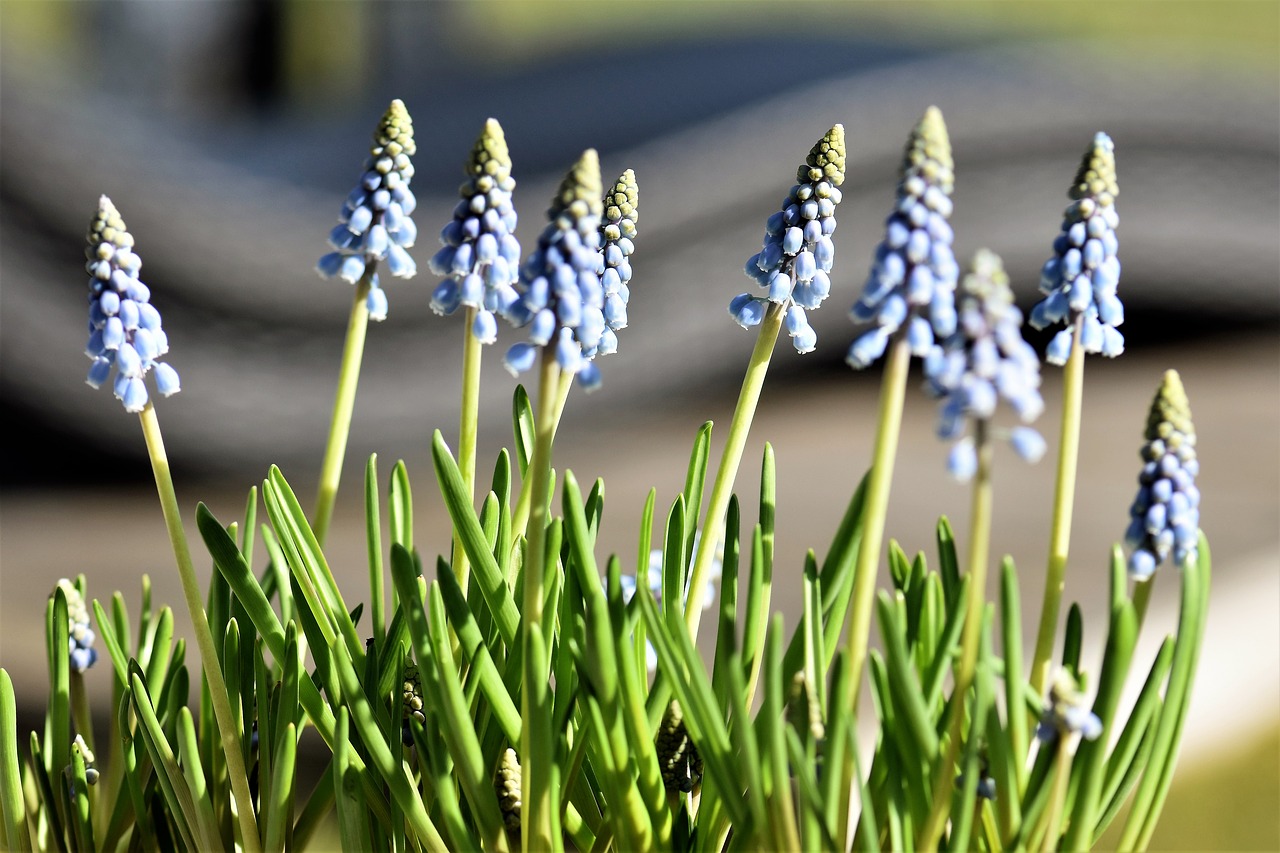 Image - flower spring hyacinth blue