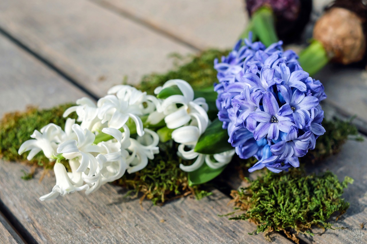 Image - hyacinth hyacinthus flowers bloom