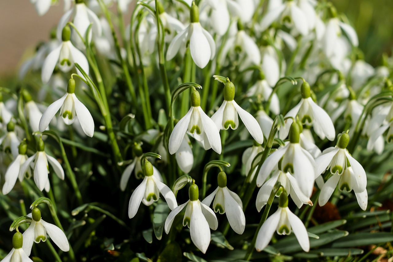 Image - snowdrop flowers bloom white