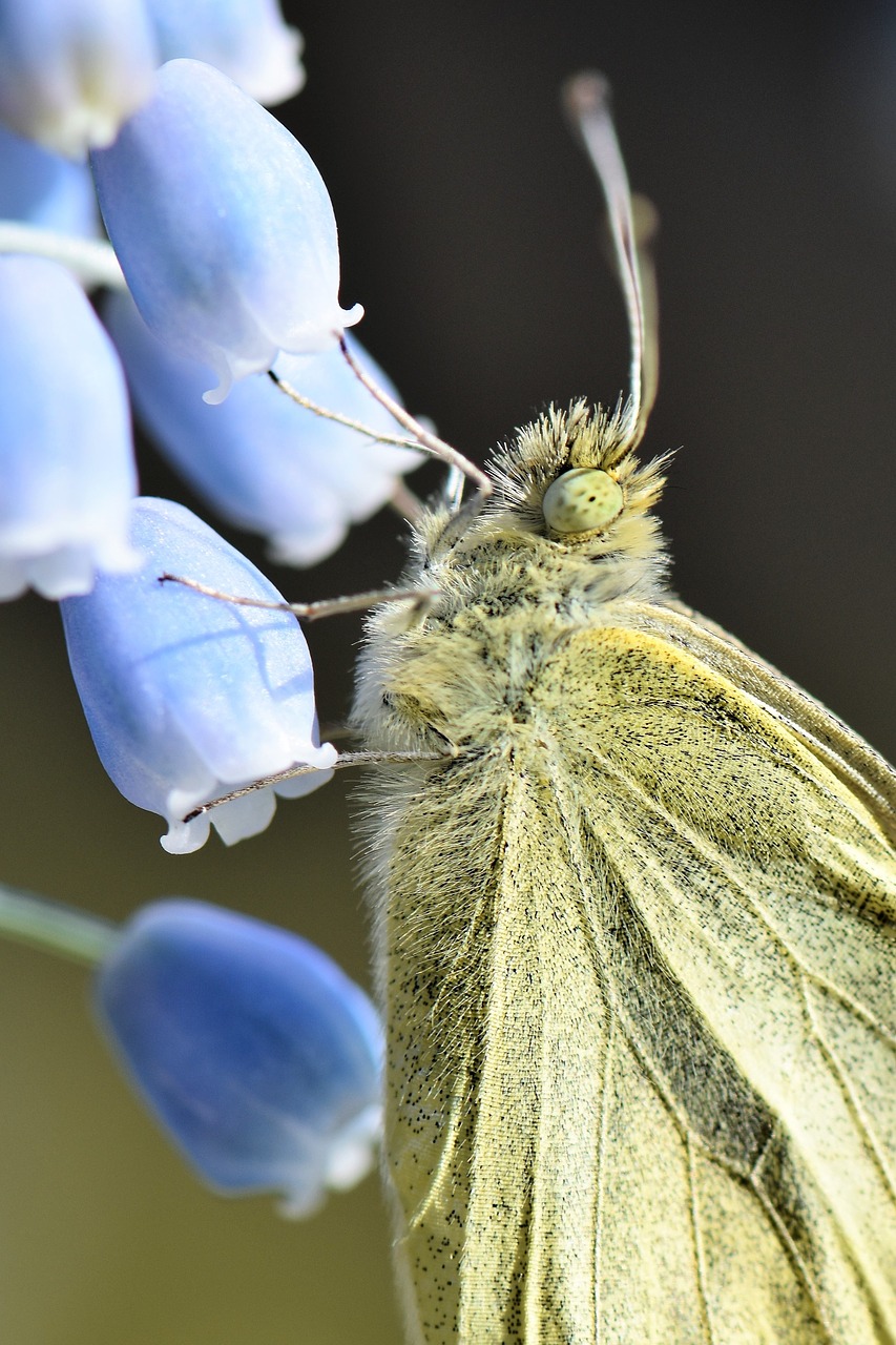 Image - butterfly gonepteryx rhamni animal