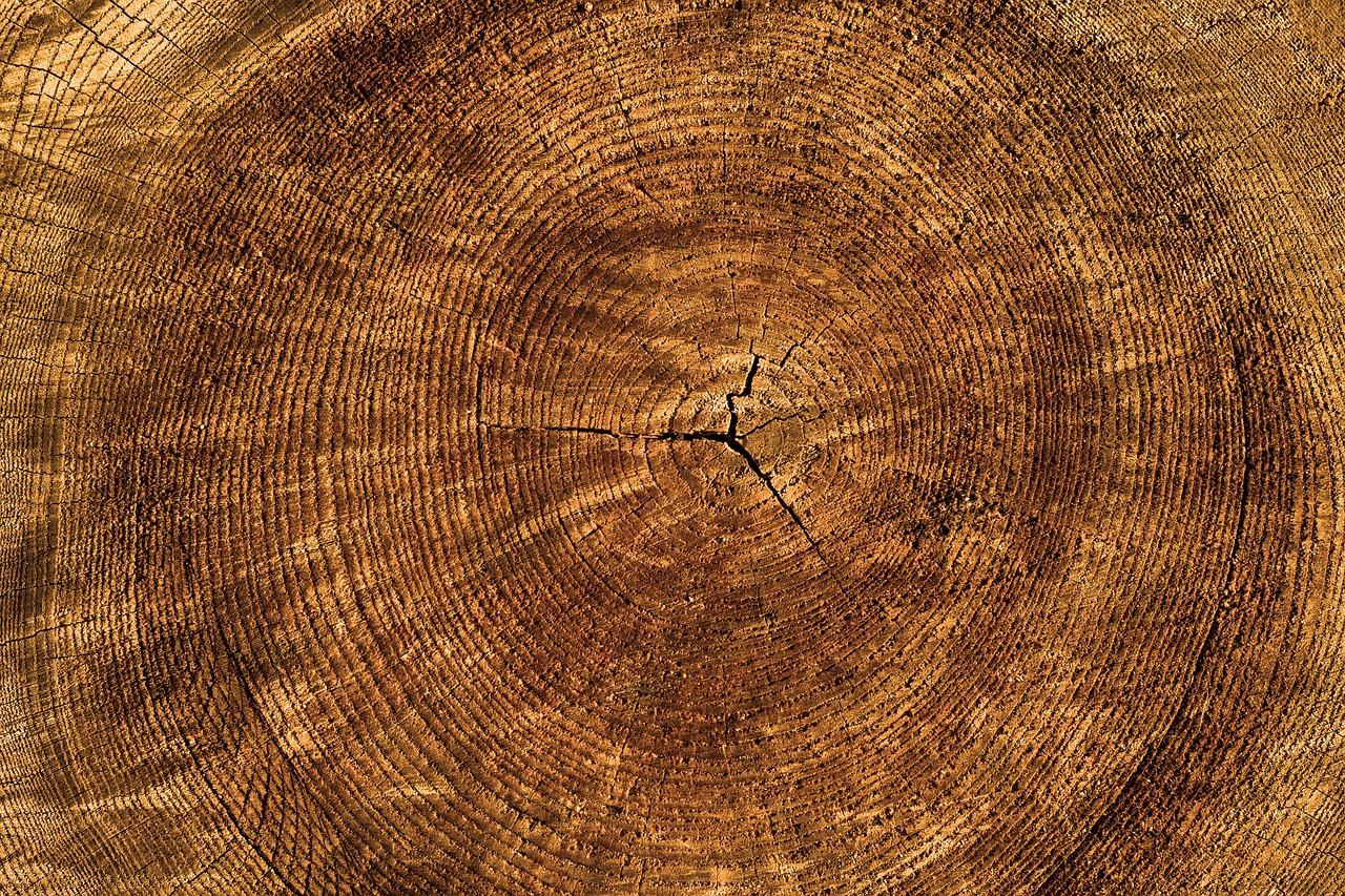 Image - texture tree annual rings