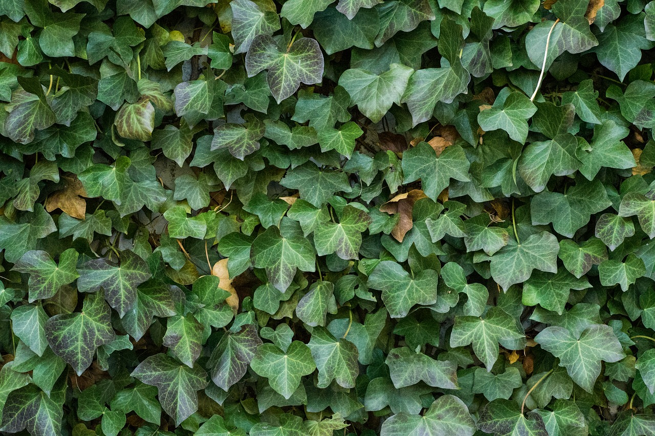 Image - texture ivy leaves background