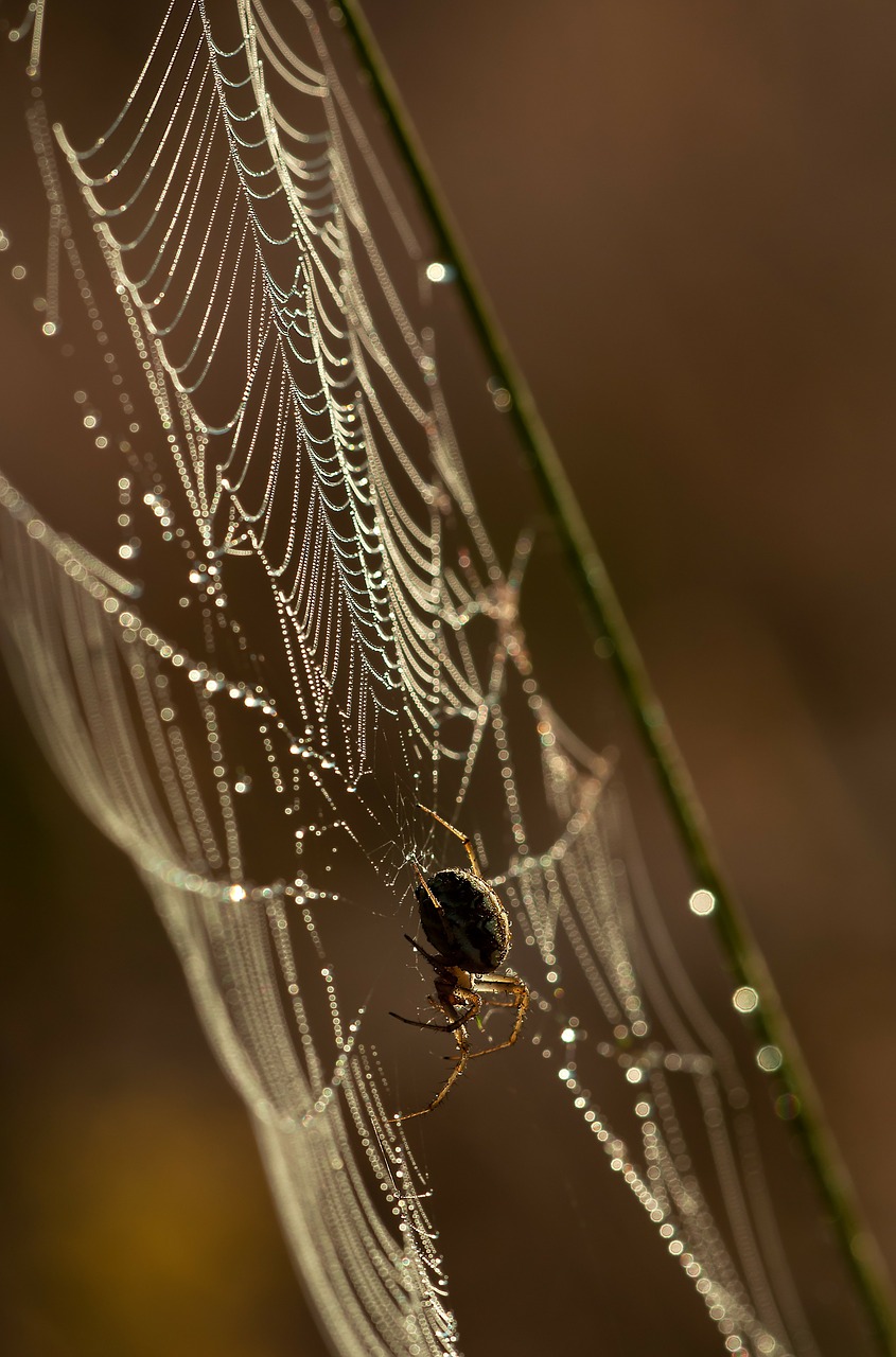 Image - spider network insect nature