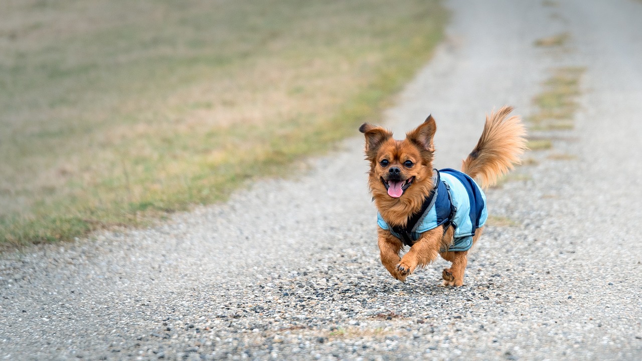 Image - small dog play race walk small