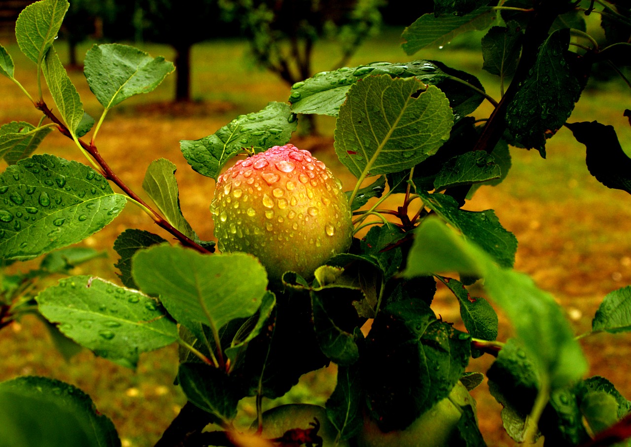 Image - apple fruit rain drop of rain