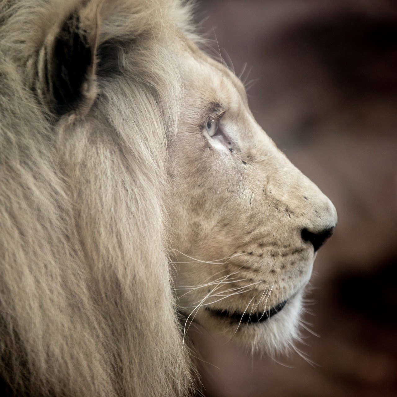 Image - lion white lion big cat mane eyes