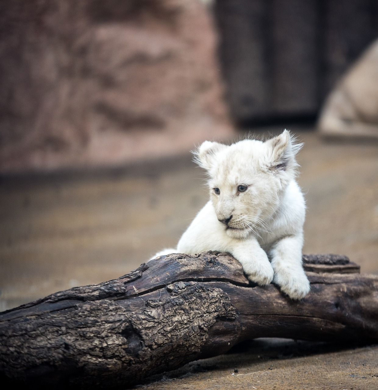 Image - lion white lion big cat mane eyes