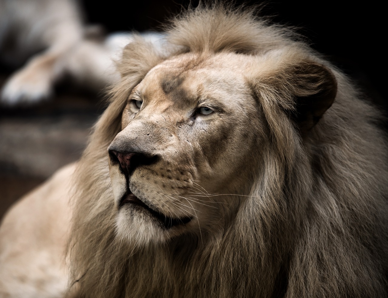 Image - lion white lion big cat mane eyes