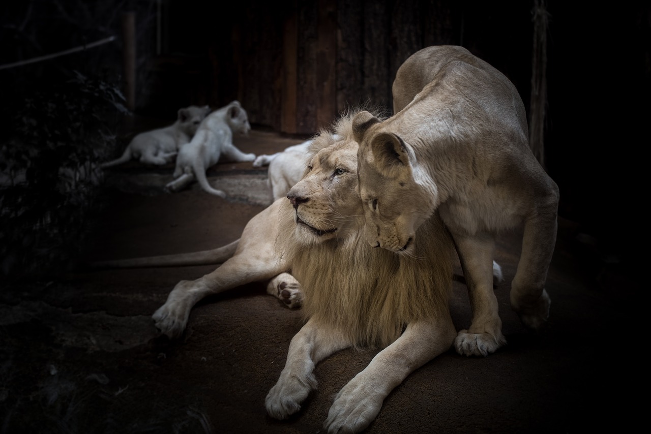 Image - lion lioness white lion big cat