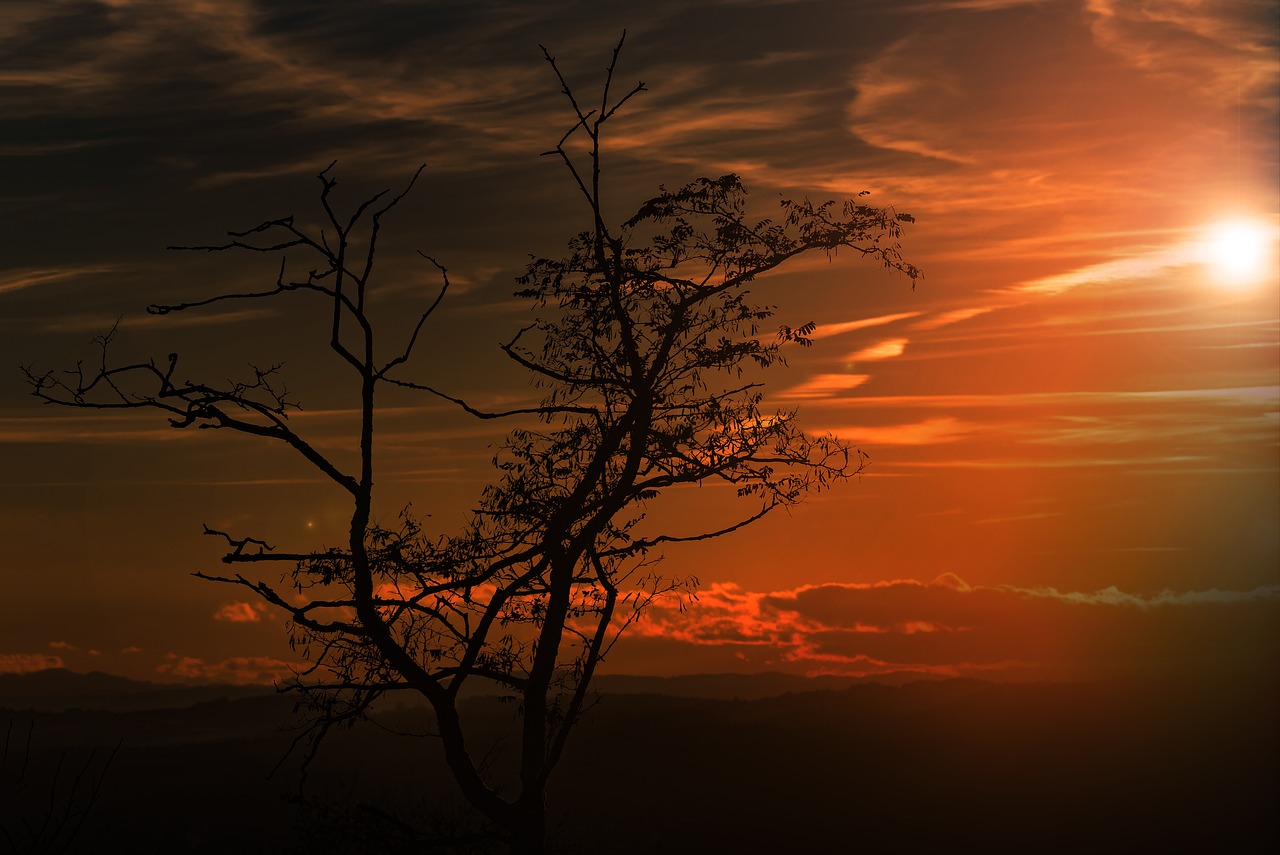 Image - sun tree sky sunset abendstimmung