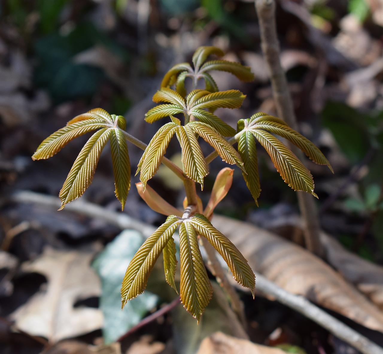 Image - japanese chestnut leaves open