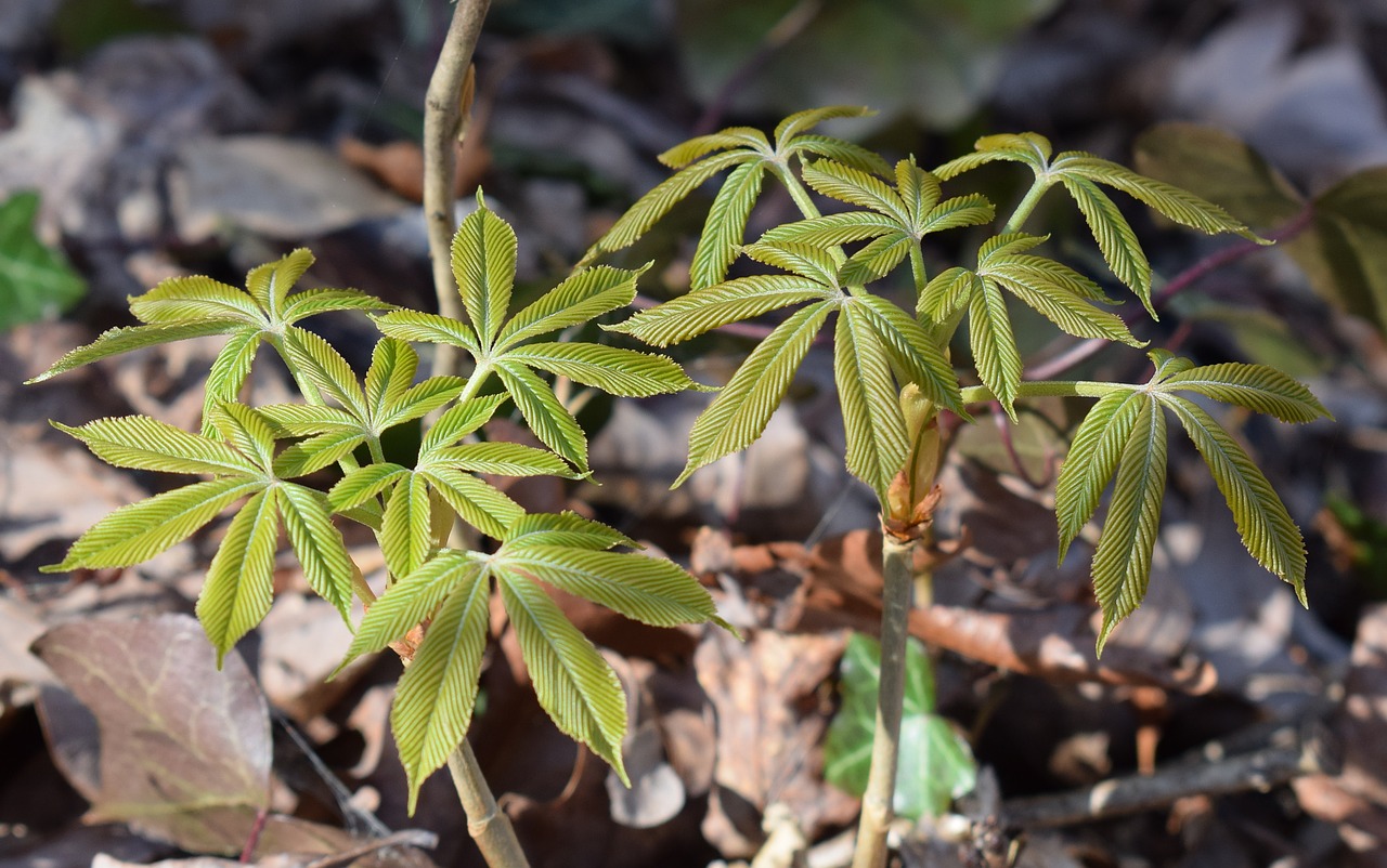 Image - japanese chestnut leaves open