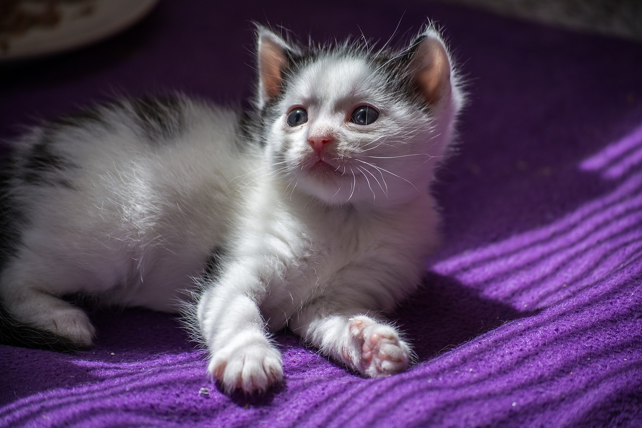 Image - baby cat cat baby kitten young cat