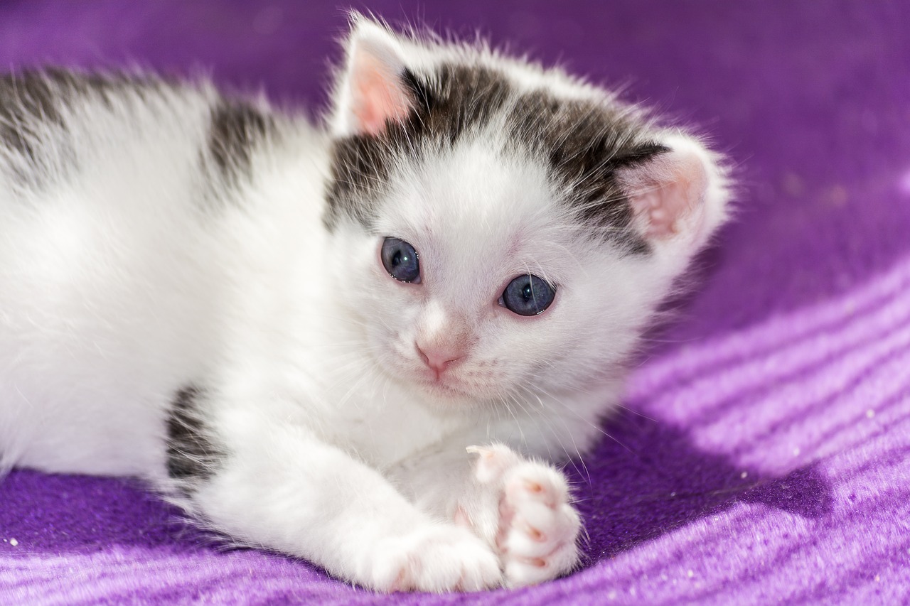 Image - baby cat cat baby kitten young cat