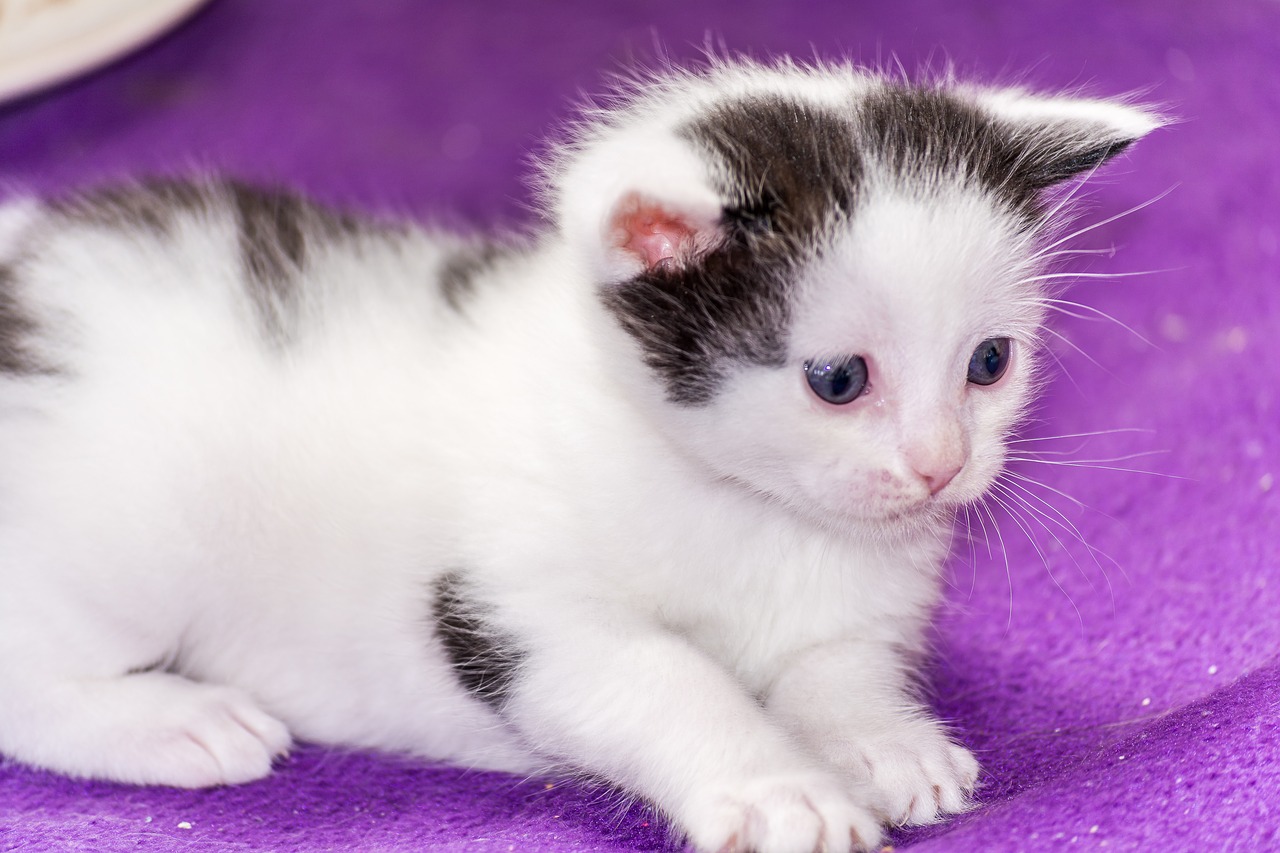 Image - baby cat cat baby kitten young cat