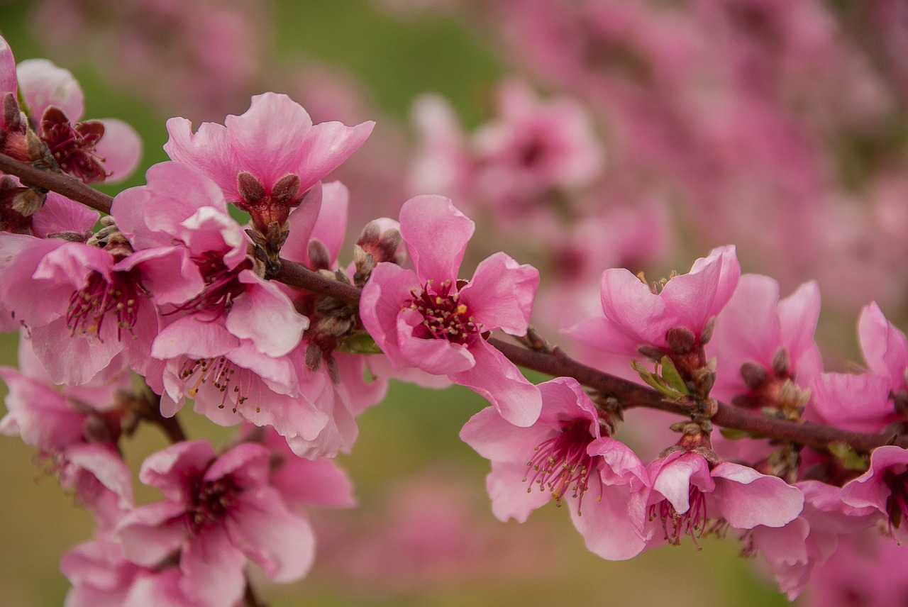 Image - peach fruit tree flowering