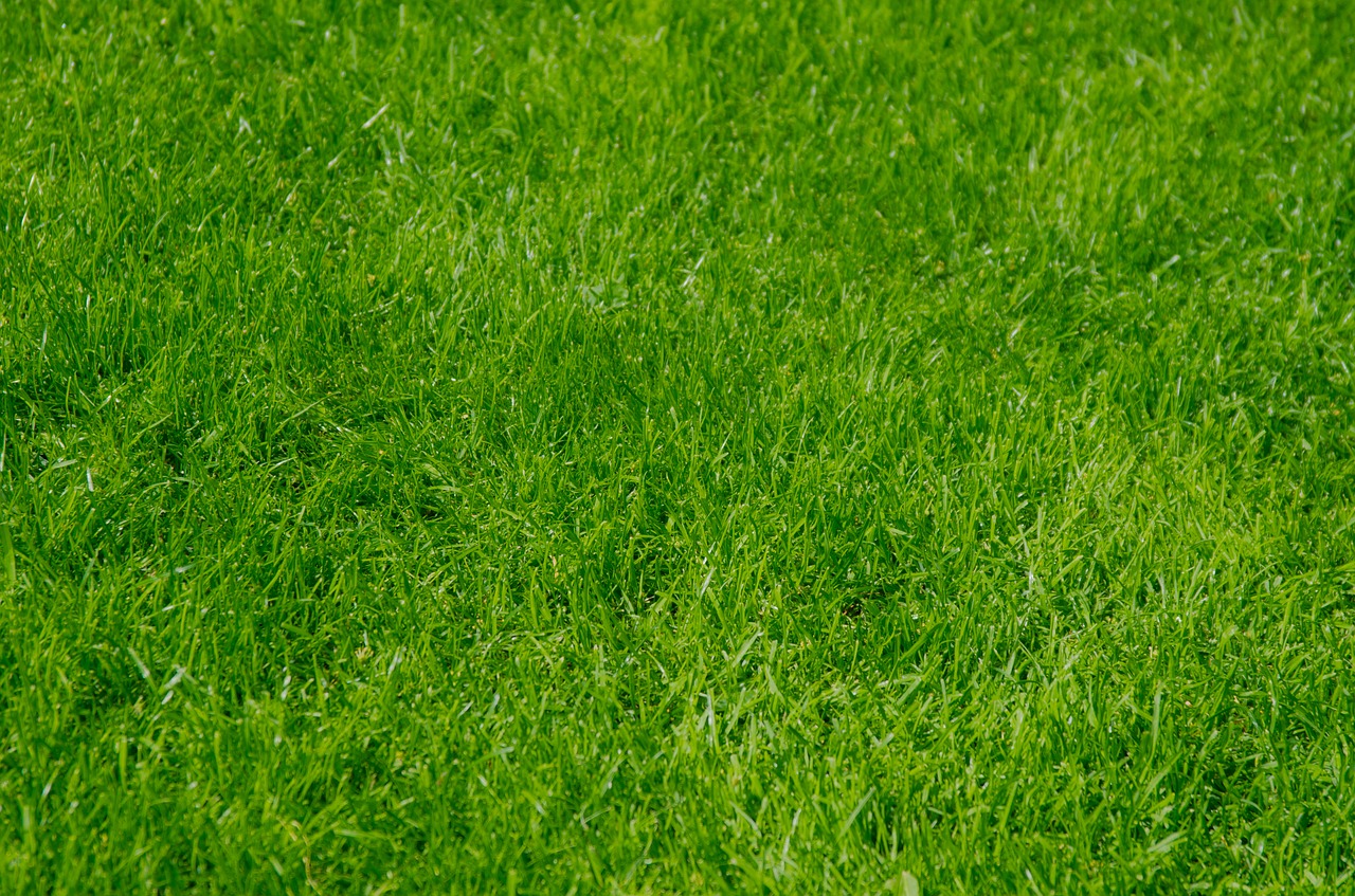 Image - grass wallpaper background green